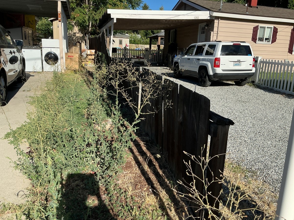 Leaning dark fence boards and tall weeds along the gravel drive