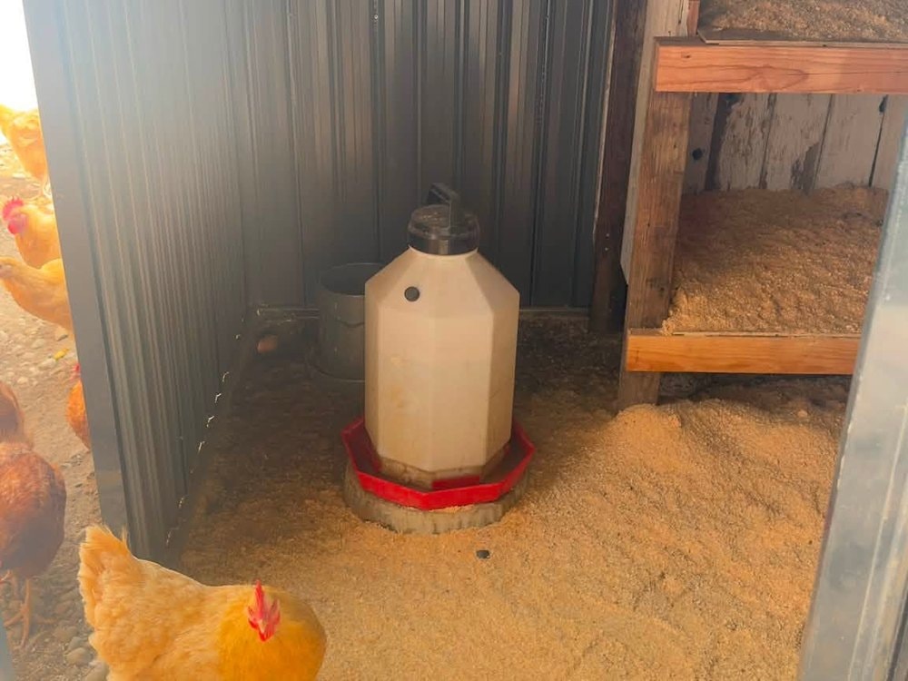 A hen on the sawdust floor with a plastic waterer and wood tiered bays behind
